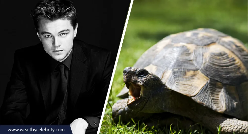 Leonardo DiCaprio and Tortoise